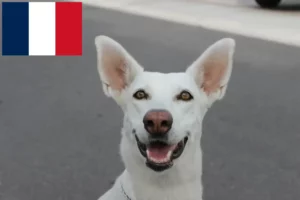 Read more about the article Canaan hundeopdrættere og hvalpe i Frankrig