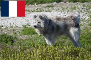 Read more about the article Canadisk eskimohundeopdrætter og hvalpe i Frankrig