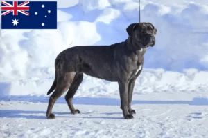 Read more about the article Cane Corso Italiano opdrættere og hvalpe i Australien