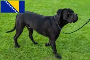 Read more about the article Cane Corso Italiano opdrættere og hvalpe i Bosnien-Hercegovina
