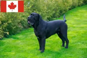 Read more about the article Cane Corso Italiano opdrættere og hvalpe i Canada