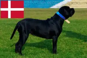 Read more about the article Cane Corso Italiano opdrættere og hvalpe i Danmark