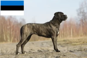 Read more about the article Cane Corso Italiano opdrættere og hvalpe i Estland