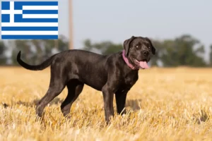 Read more about the article Cane Corso Italiano opdrættere og hvalpe i Grækenland