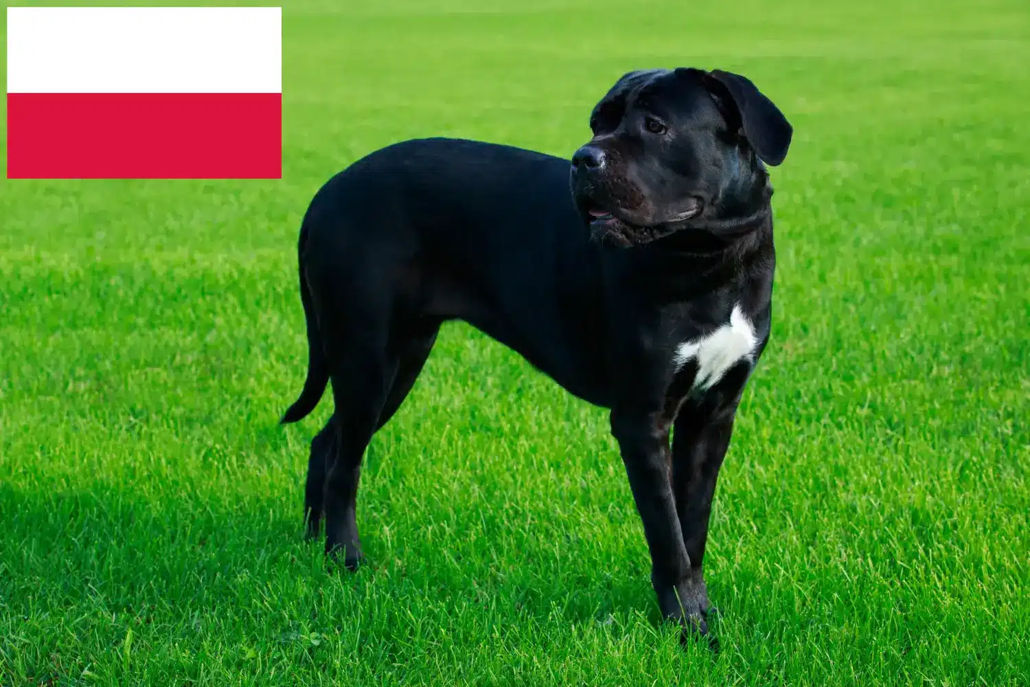 Cane Corso Italiano hvalpe og opdrættere Polen Find opdrættere af Cane Corso Italianos i Polen.