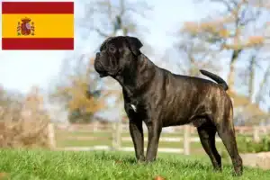 Read more about the article Cane Corso Italiano opdrættere og hvalpe i Spanien