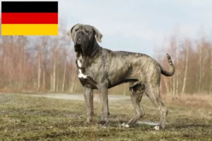 Read more about the article Cane Corso Italiano opdrættere og hvalpe i Tyskland