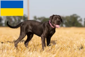 Read more about the article Cane Corso Italiano opdrættere og hvalpe i Ukraine
