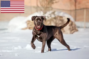 Read more about the article Cane Corso Italiano opdrættere og hvalpe i USA