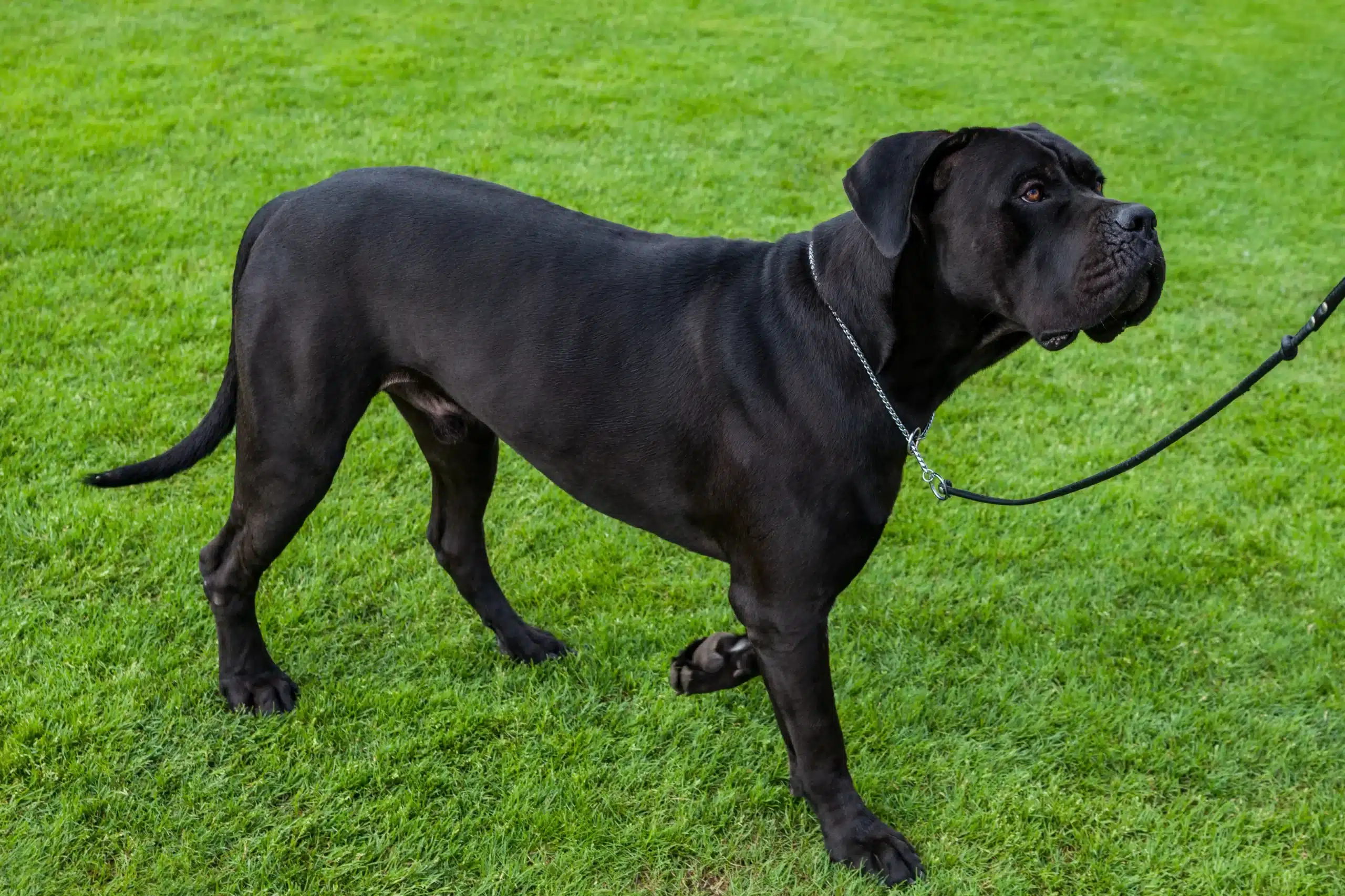 Read more about the article Cane Corso Italiano Opdrætter