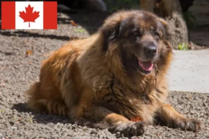 Read more about the article Cão Da Serra Da Estrela opdrættere og hvalpe i Canada