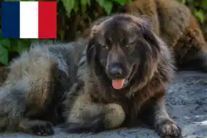 Read more about the article Cão Da Serra Da Estrela opdrættere og hvalpe i Frankrig