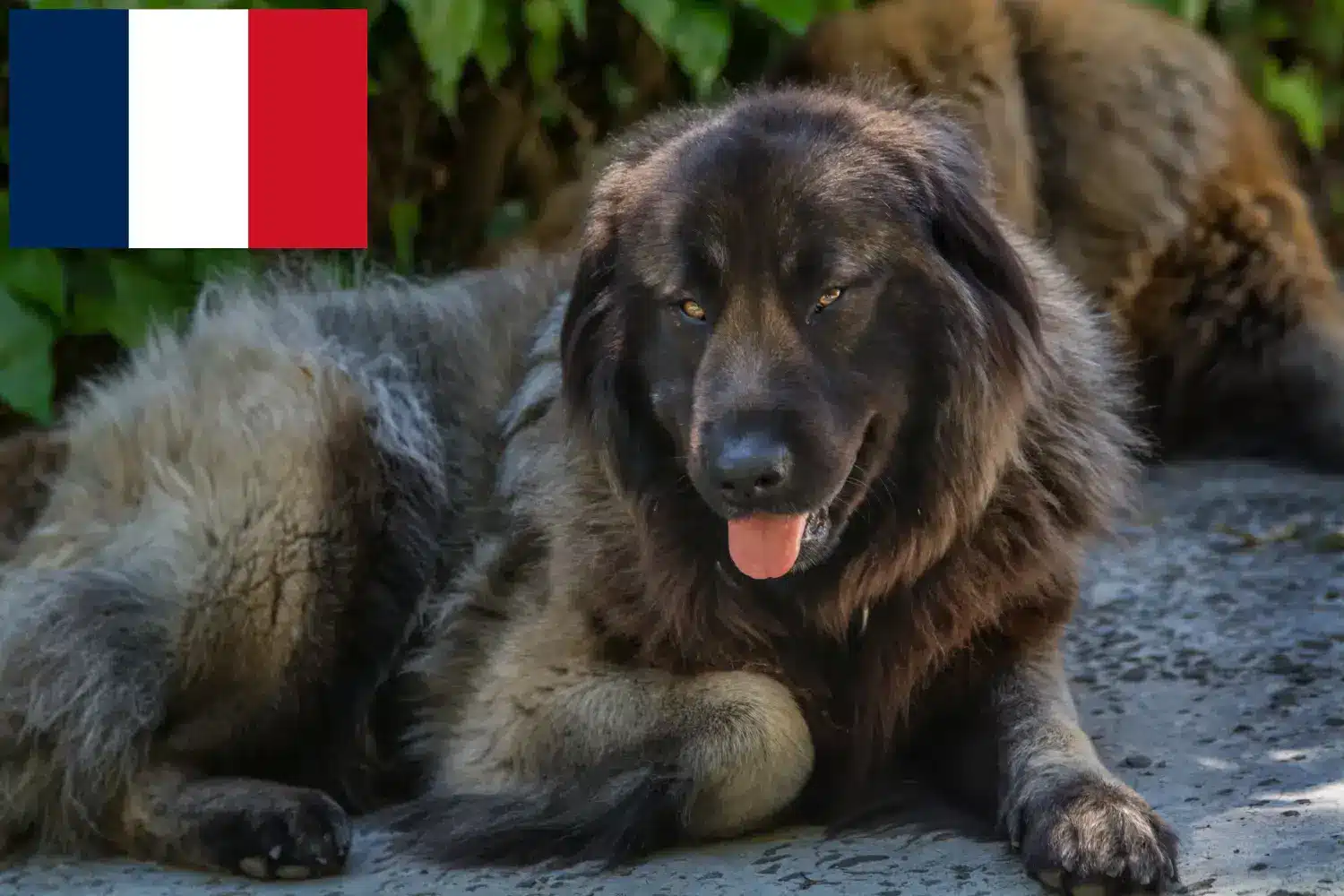 Cão Da Serra Da Estrela hvalpe og opdrættere Frankrig Her kan du finde opdrættere af Cão Da Serra Da Estrelas i Frankrig.