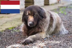 Read more about the article Cão Da Serra Da Estrela opdrættere og hvalpe i Holland