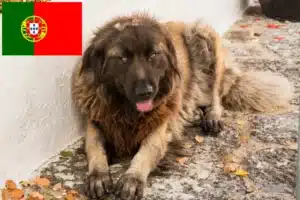 Read more about the article Cão Da Serra Da Estrela opdrættere og hvalpe i Portugal
