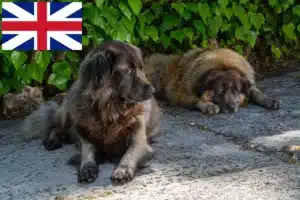 Read more about the article Cão Da Serra Da Estrela opdrættere og hvalpe i Storbritannien
