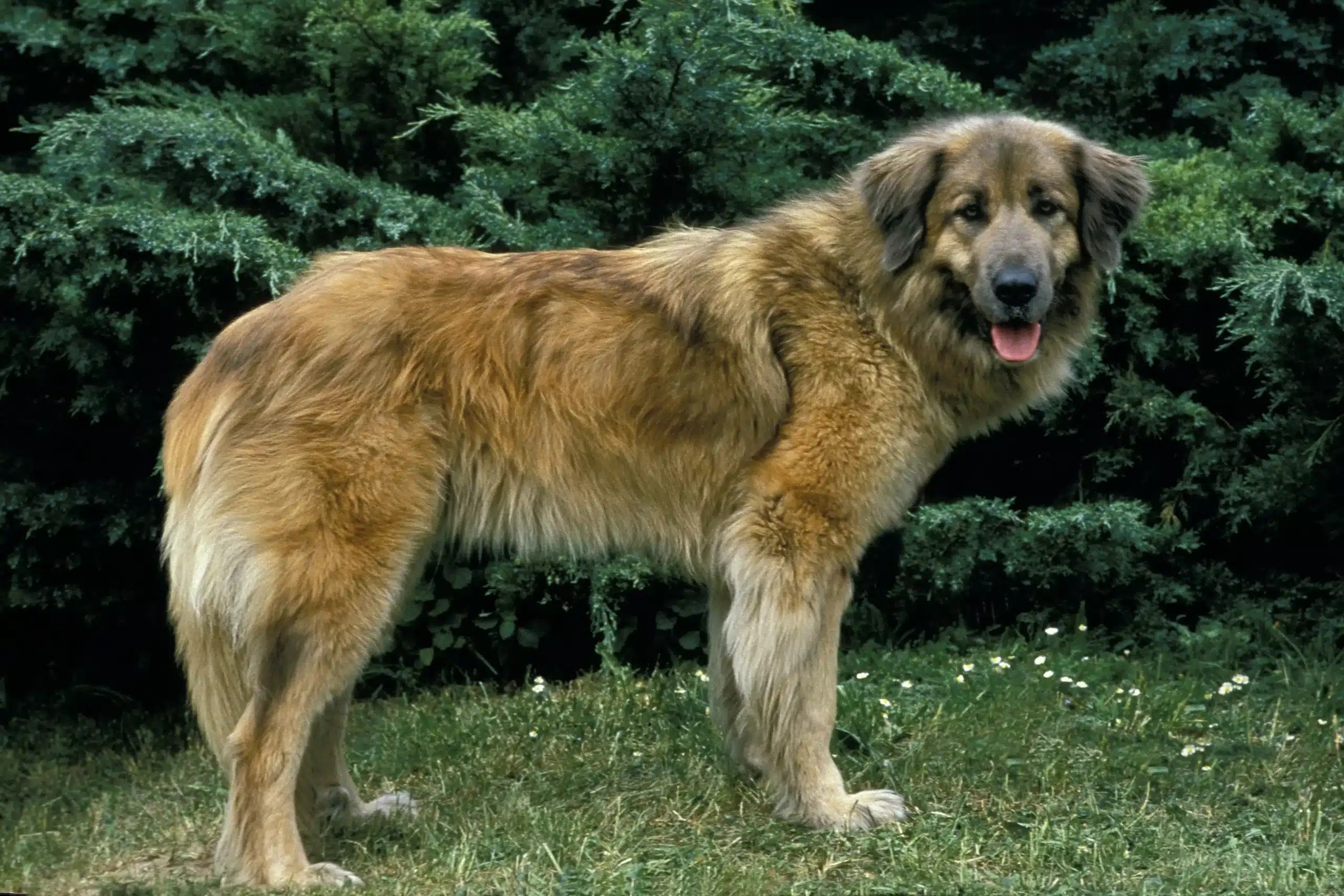 Read more about the article Cão Da Serra Da Estrela Opdrætter