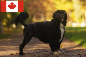 Read more about the article Cão de Agua português opdrættere og hvalpe i Canada