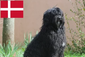 Read more about the article Cão de Agua português opdrættere og hvalpe i Danmark