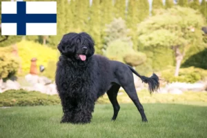 Read more about the article Cão de Agua português opdrættere og hvalpe i Finland