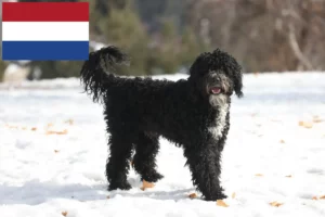 Read more about the article Cão de Agua português opdrættere og hvalpe i Holland