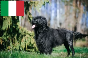 Read more about the article Cão de Agua português opdrættere og hvalpe i Italien