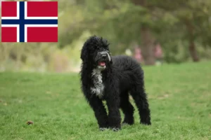 Read more about the article Cão de Agua português opdrættere og hvalpe i Norge