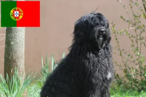 Read more about the article Cão de Agua português opdrættere og hvalpe i Portugal
