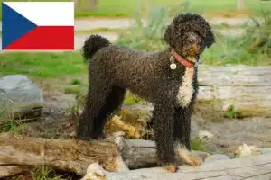 Read more about the article Cão de Agua português opdrættere og hvalpe i Tjekkiet