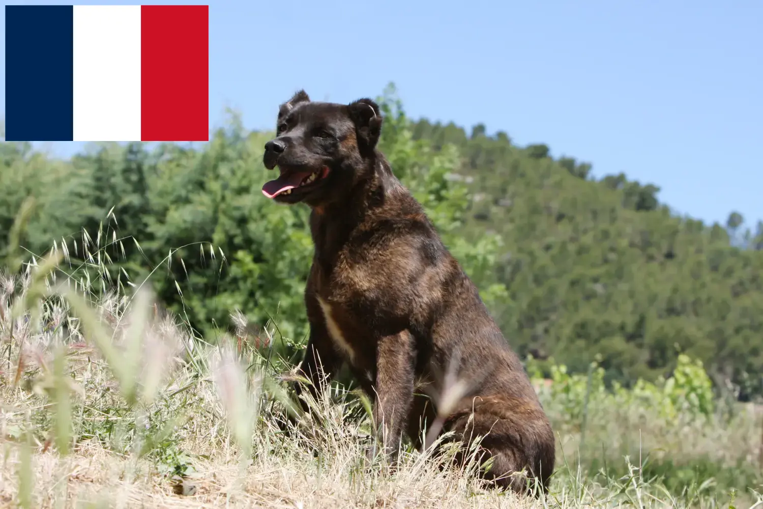 Cão Fila de São Miguel hvalpe og opdrættere Frankrig Find her Cão Fila de São Miguels opdrættere i Frankrig.