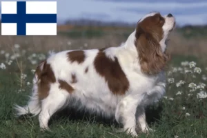 Read more about the article Cavalier King Charles Spaniel opdrættere og hvalpe i Finland