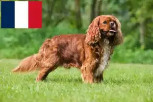 Read more about the article Cavalier King Charles Spaniel opdrættere og hvalpe i Frankrig