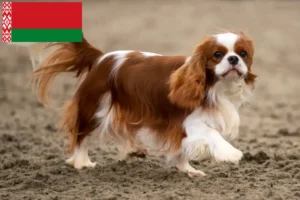 Read more about the article Cavalier King Charles Spaniel opdrættere og hvalpe i Hviderusland
