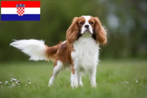 Read more about the article Cavalier King Charles Spaniel opdrættere og hvalpe i Kroatien