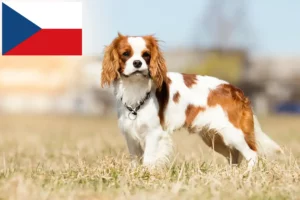 Read more about the article Cavalier King Charles Spaniel opdrættere og hvalpe i Tjekkiet