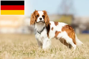 Read more about the article Cavalier King Charles Spaniel opdrættere og hvalpe i Tyskland