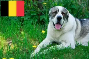 Read more about the article Centralasiatisk hyrdehundeopdrætter og hvalpe i Belgien