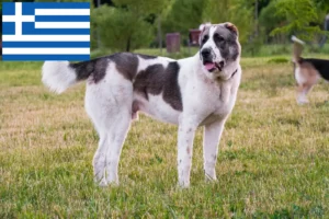 Read more about the article Centralasiatisk hyrdehundeopdrætter og hvalpe i Grækenland