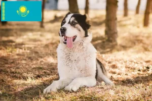 Read more about the article Centralasiatisk hyrdehundeopdrætter og hvalpe i Kasakhstan