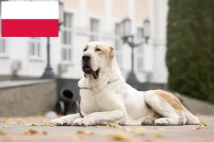 Read more about the article Centralasiatisk hyrdehundeopdrætter og hvalpe i Polen