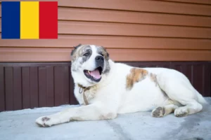 Read more about the article Centralasiatisk hyrdehundeopdrætter og hvalpe i Rumænien