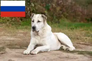 Read more about the article Centralasiatisk hyrdehundeopdrætter og hvalpe i Rusland
