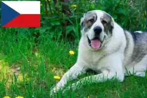 Read more about the article Centralasiatisk hyrdehundeopdrætter og hvalpe i Tjekkiet