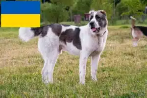 Read more about the article Centralasiatisk hyrdehundeopdrætter og hvalpe i Ukraine