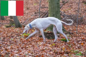 Read more about the article Chart Polski opdrættere og hvalpe i Italien