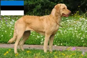 Read more about the article Chesapeake Bay Retriever-opdrættere og hvalpe i Estland