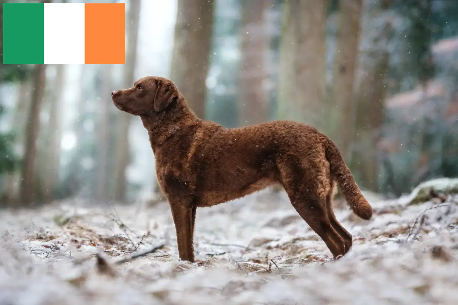 Chesapeake Bay Retriever hvalpe og opdrættere Irland Find Chesapeake Bay Retriever-opdrættere i Irland.