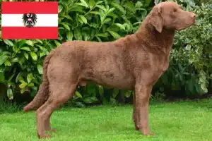 Read more about the article Chesapeake Bay Retriever-opdrættere og hvalpe i Østrig