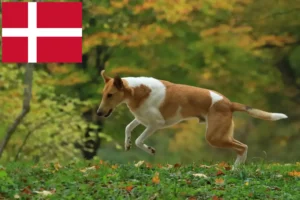 Read more about the article Collieopdrættere og hvalpe i Danmark
