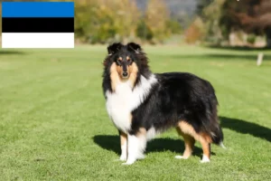 Read more about the article Collieopdrættere og hvalpe i Estland
